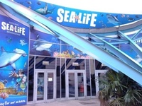 Midweek Madness at Sea Life 