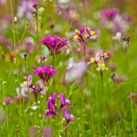 Wildflower Walk at WWT London Wetland Centre