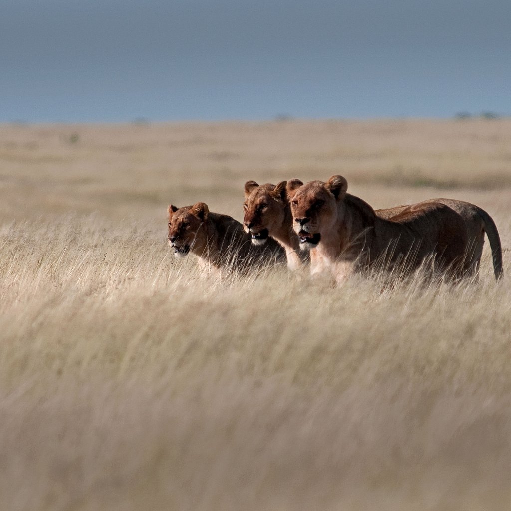 Wildlife of the World Photography Exhibition at Bedford House (New), London