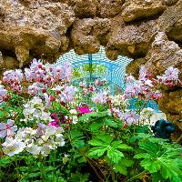 8216;Bring a Picnic’ Bank Holiday Garden Tours at The Swiss Garden