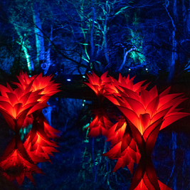 Christmas at Dunham Massey