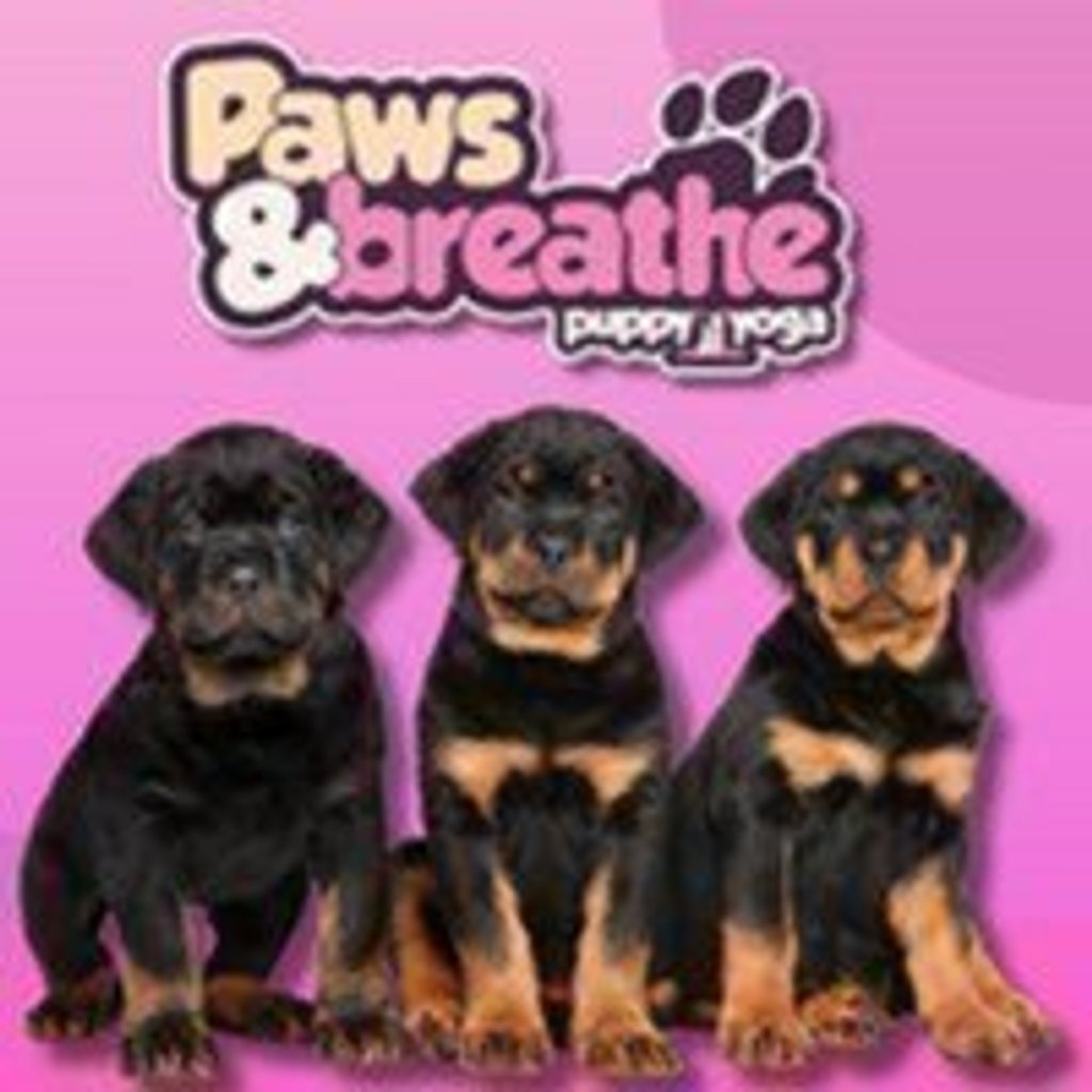 Puppy yoga Birmingham at Malacuna Birmingham, Birmingham