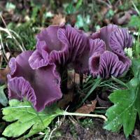 Foraging Courses at Bute Park, Cardiff at Bute Park