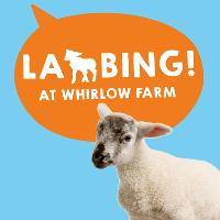 Lambing at Whirlow Hall Farm at Whirlow Hall Farm