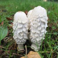 Blenheim Palace Autumn Foraging Course at Blenheim Palace