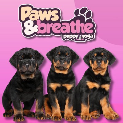 Puppy yoga Birmingham
