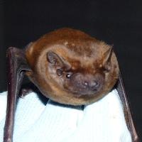Bat talk/walk
