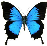 Return of Le Papillon Return of Le Papillon