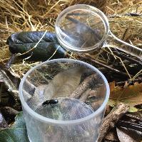 Minibeast Detectives