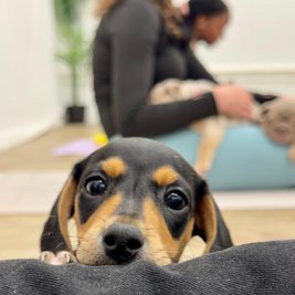 Puppy Therapy in Aldridge