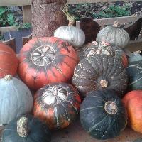 Autumn Fair at Windmill Hill City Farm