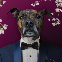 A Dugs Dinner at Sheraton Grand Hotel And Spa