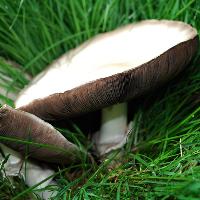 Warlingham Summer Foraging Courses with Wild Food UK
