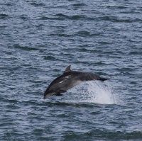 Dolphinwatch Aberdeen