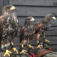 Hawk on the Wildside
