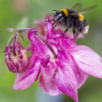 Invertebrate Walk