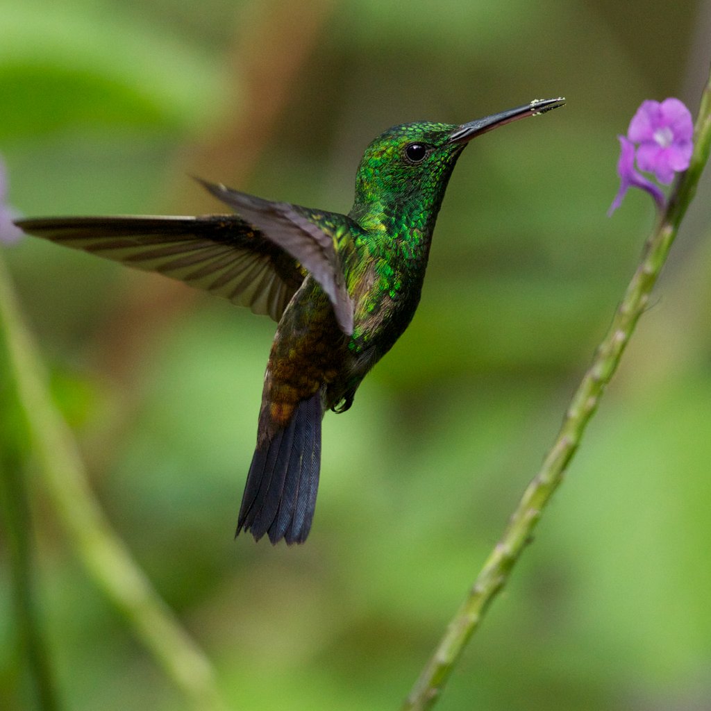 Wildlife of the World Photography Exhibition at The Pavilion,, Newbury