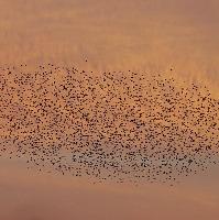 Starling Watch