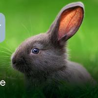 Bunny Calm at Stonebridge City Farm