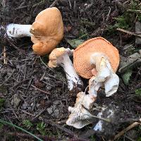 Cambridgeshire Wild Food Foraging Course/Walk with Cook Up at Hinchingbrooke Country Park