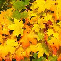 Autumn Art