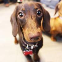 Dachshund Cafe Newcastle at Revolucion De Cuba