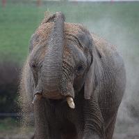 World Elephant Day and Africa Week