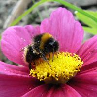 Get Cumbria Buzzing! at Florence Arts Centre