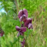 Milton Keynes Spring Foraging Course with www.wildfooduk.com