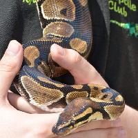 North West Reptile Club - Reptile Encounter