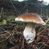 forage and feast