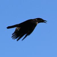 Crow at Think Tank