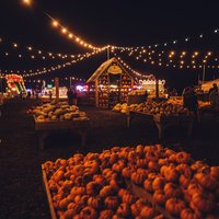 Pumpkin Patch Nights at Avon Valley Adventure Park