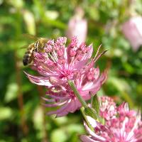 The Garden Show at Loseley Park