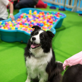 Discover Dogs
