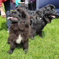 K9 Party In The Park 2019 at Manor Heath Park