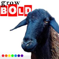 Grow Bold