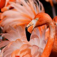 Wildlife of the World photography exhibition