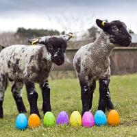 Easter Eggcitement at Almond Valley Heritage Trust