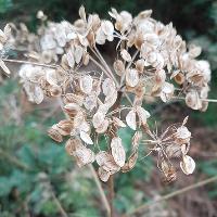 London Foraging & Wild Food Walk, Hackney