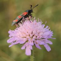 Evening Wildlife Photography Course at WWT London Wetland Centre
