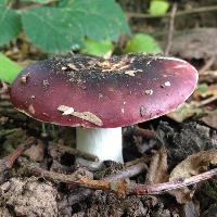 Eastnor Castle Foraging Courses with wild food uk at Eastnor Castle Deer Park