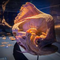 Sea Creatures: Life Beneath The Ocean at Royal Highland Centre