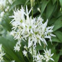 Cardiff Spring Foraging Courses at Bute Park
