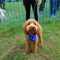 Mayor Fest at Greenhead Park