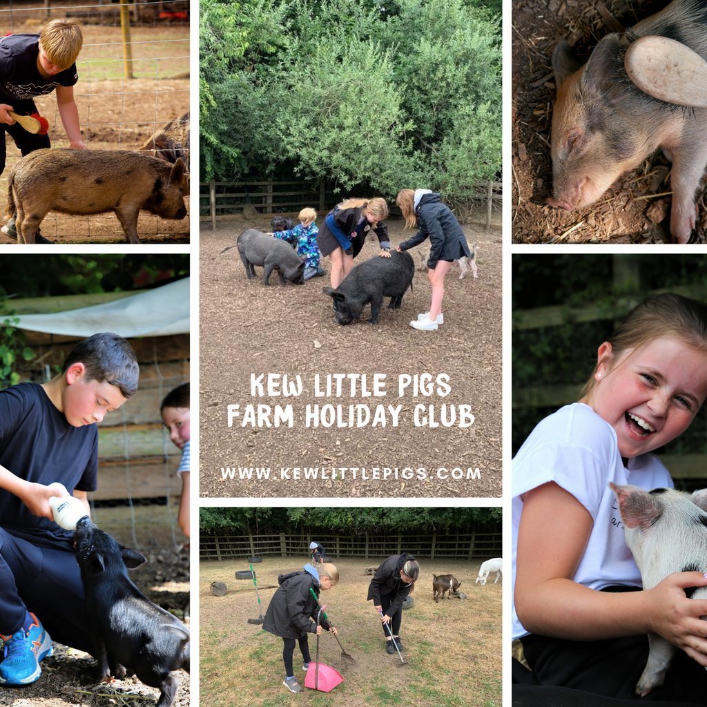 Kew Little Pigs Farm Summer Holiday Club