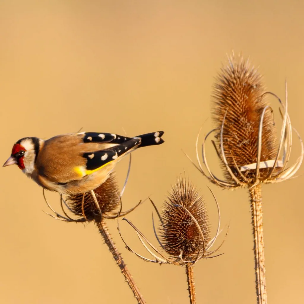 Common Bird Photography Workshop