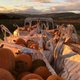 Corntown At The Pumpkin Patch Event Title Pic