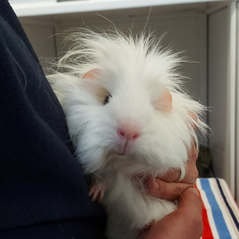 The Super Small Animals Open Day