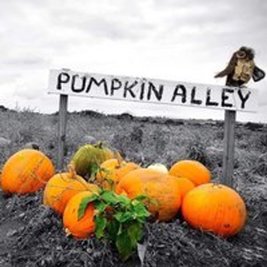 Pumpkin Alley Pick Your Own